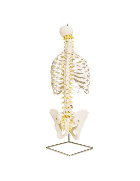 Columna vertebral clásica flexible 3B Científica, con caja torácica A56