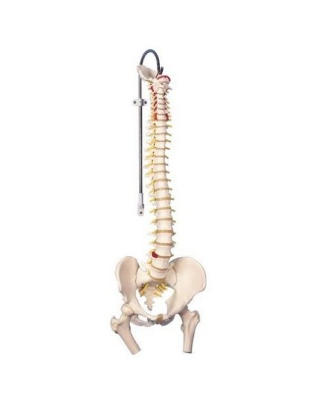 Columna vertebral flexible clásica, modelo anatómico 3B Scientific A58/2