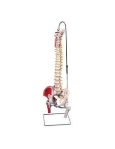 Painted Flexible Vertebral Column, with trunks of femurs...
