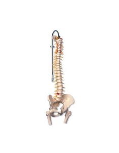 3B Scientific, Colonna vertebrale di lusso flessibile con...