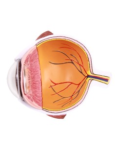 Erler Zimmer, Enlarged half of the eye F50 2
