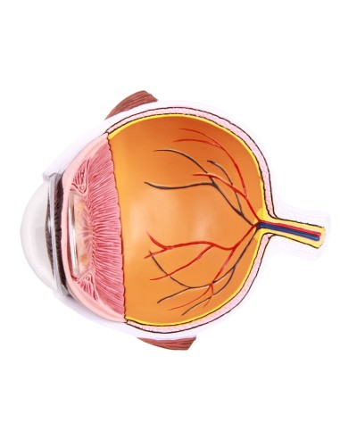 Erler Zimmer, Enlarged half of the eye F50