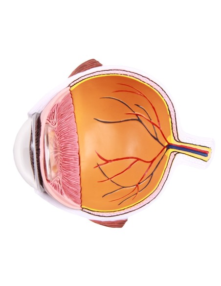 Erler Zimmer, Enlarged half of the eye F50