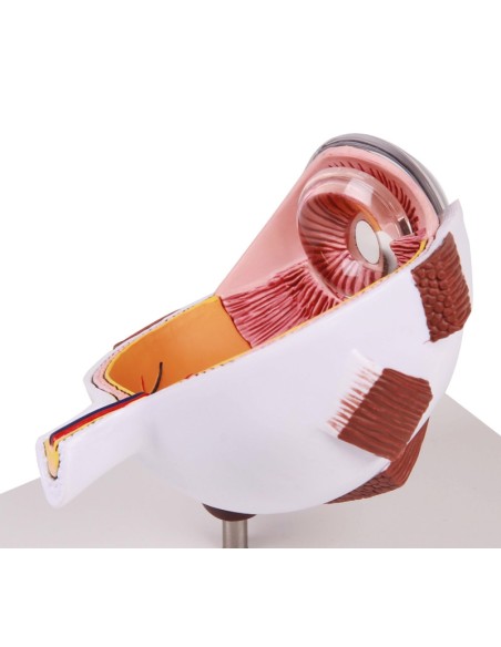 Erler Zimmer,  MetÃ  dell'occhio ingrandita F50