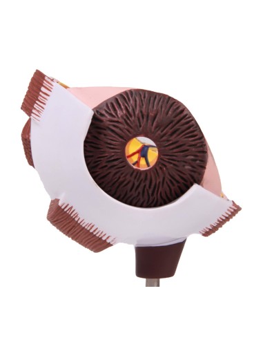 Erler Zimmer, Medio ojo agrandado F50