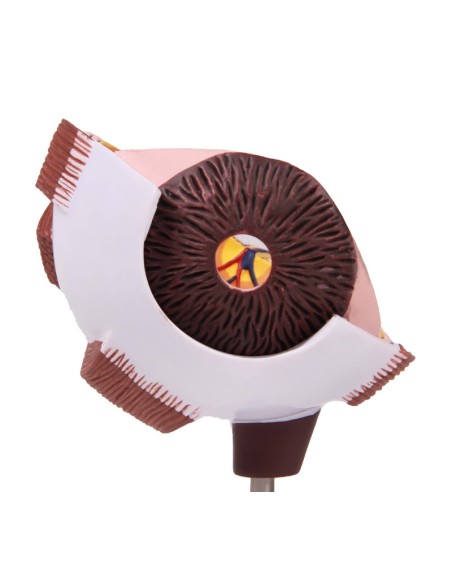 Erler Zimmer, Vergrößertes Auge halb F50