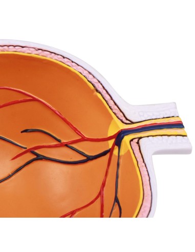 Erler Zimmer, Enlarged half of the eye F50