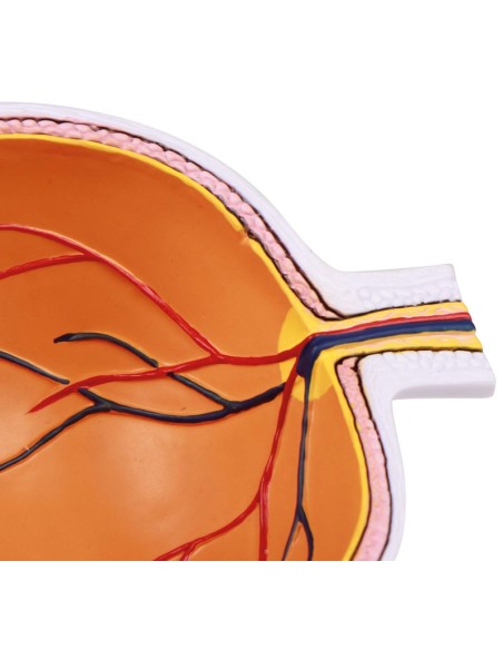 Erler Zimmer, Enlarged half of the eye F50