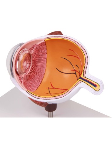 Erler Zimmer, Enlarged half of the eye F50