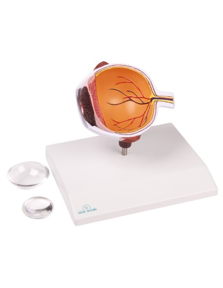 Erler Zimmer, Vergrößertes Auge halb F50