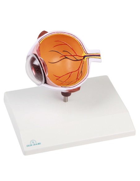 Erler Zimmer, Vergrößertes Auge halb F50