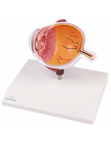 Erler Zimmer, Enlarged half of the eye F50