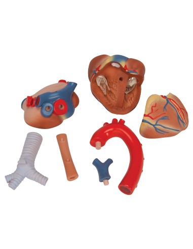 3B Scientific, Modello di cuore scomponibile in...