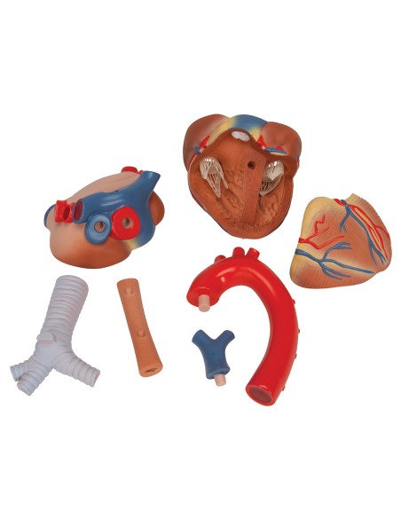 3B Scientific, 7-teiliges zersetzbares Herz Modell VD253