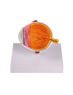 Erler Zimmer, anatomical eye model, enlarged,...