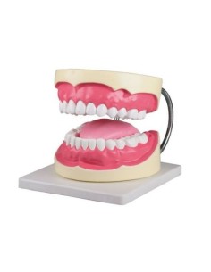 Erler Zimmer, anatomical model to explain proper oral...