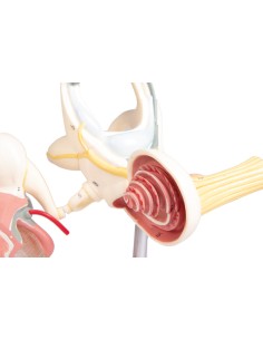Labyrinth with auditory ossicles and eardrum, Erler...