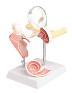 Labyrinth with auditory ossicles and eardrum, Erler... 2