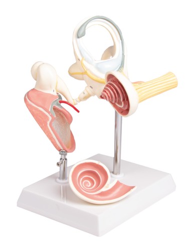 Labyrinth with auditory ossicles and eardrum,...