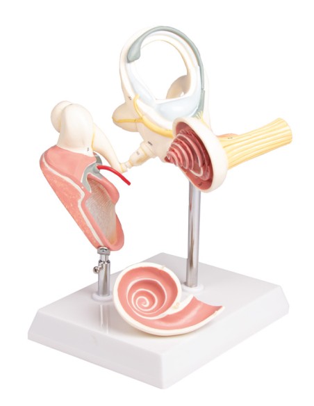Labyrinth with auditory ossicles and eardrum, Erler Zimmer E339
