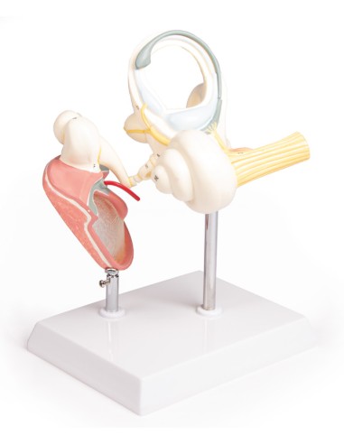 Labyrinth with auditory ossicles and eardrum,...