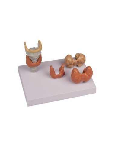 Erler Zimmer, anatomisches Modell einer...