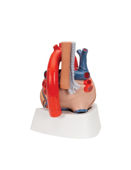 3B Scientific, corazón descomponible en 7 partes modelo VD253