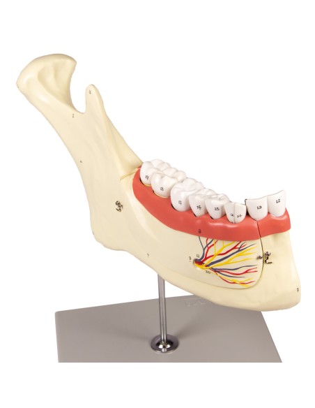 Modello anatomico di mascella inferiore, scomponibile in 6 parti Erler Zimmer D125