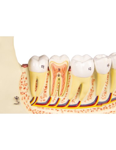 Anatomical model of lower jaw, decomposable...
