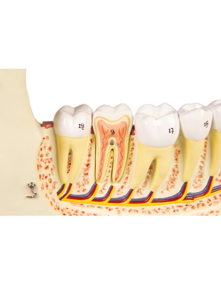 Modello anatomico di mascella inferiore, scomponibile in 6 parti Erler Zimmer D125