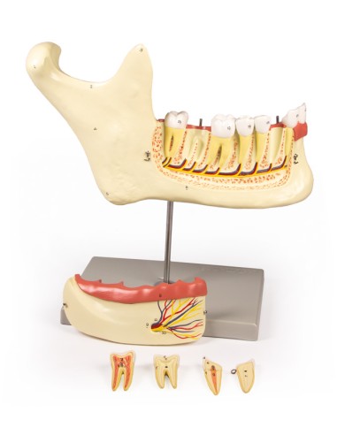 Anatomical model of lower jaw, decomposable...
