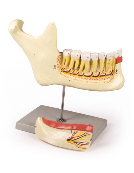 Anatomical model of lower jaw, decomposable into 6 parts Erler Zimmer D125
