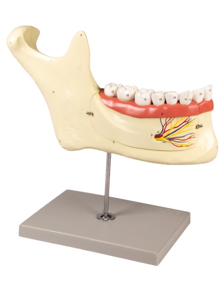 Anatomical model of lower jaw, decomposable into 6 parts Erler Zimmer D125