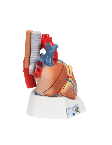 3B Scientific, 7-part decomposable heart model VD253