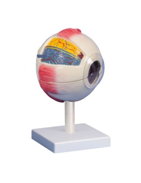 Erler Zimmer, anatomical model of 'eye magnified 6 times, decomposable into 6 parts F220