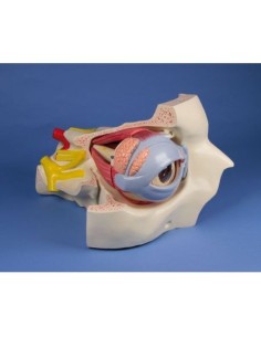 Erler Zimmer, anatomisches Augenmodell mit Augenhöhle und...