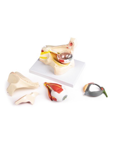 Erler Zimmer, anatomical model of eye in the eye socket with eyelid F160