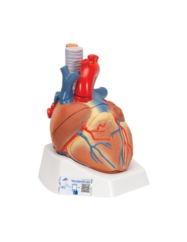 3B Scientific, corazón descomponible en 7...