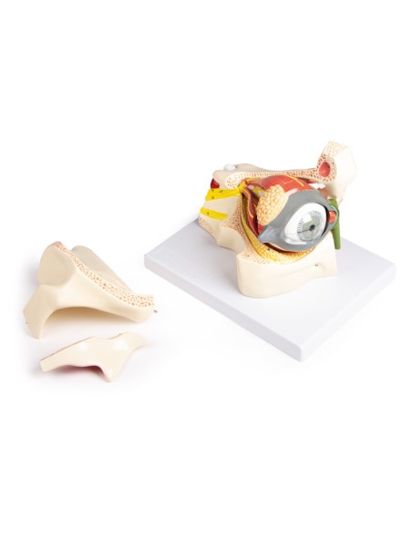 Erler Zimmer, anatomical model of eye in the eye socket with eyelid F160
