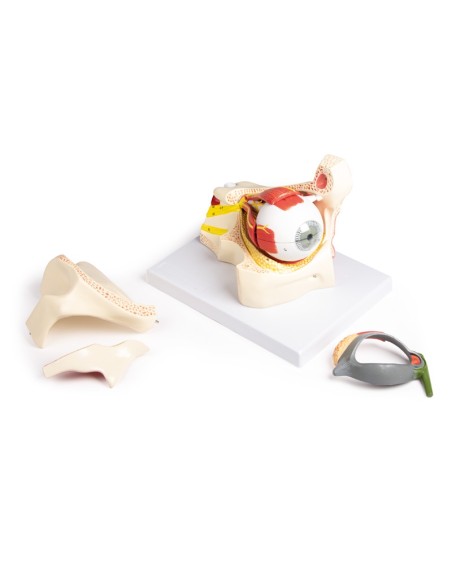 Erler Zimmer, anatomical model of eye in the eye socket with eyelid F160