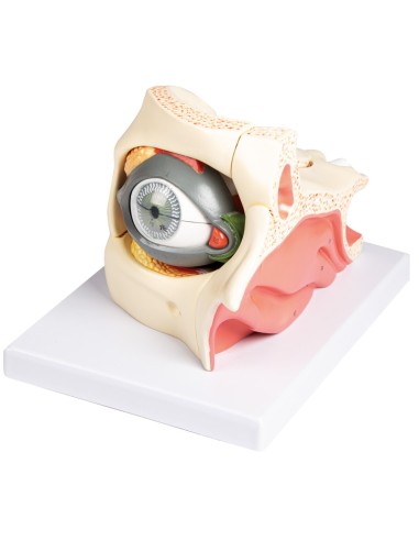 Erler Zimmer, anatomisches Modell eines Auges...