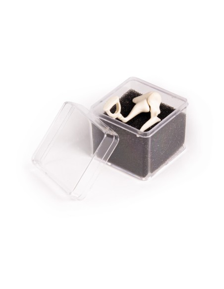 Ear ossicles enlarged three times, Erler Zimmer E338