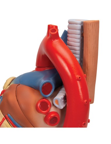 3B Scientific, 7-part decomposable heart model...