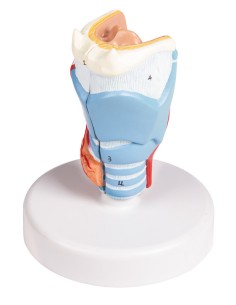 Erler Zimmer, anatomisches Modell des Kehlkopfes,... 2