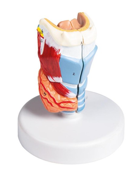 Erler Zimmer, anatomisches Modell des Kehlkopfes, lebensgroß G123
