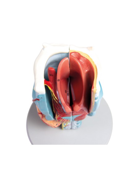 Erler Zimmer, anatomical model of larynx, enlarged 2 times, in 5 parts G121