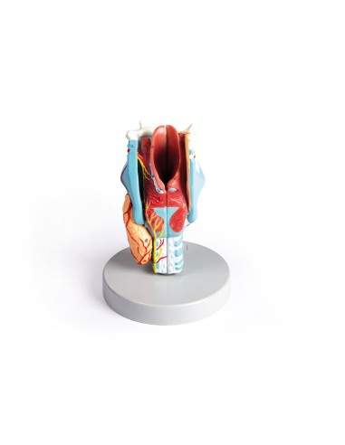 Erler Zimmer, anatomical model of larynx,...