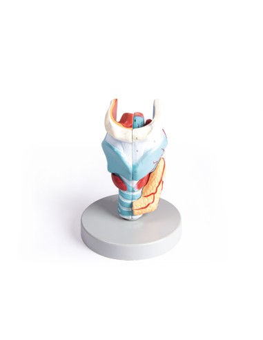 Erler Zimmer, modello anatomico di laringe,...