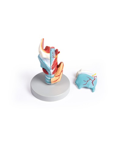 Erler Zimmer, anatomical model of larynx,...