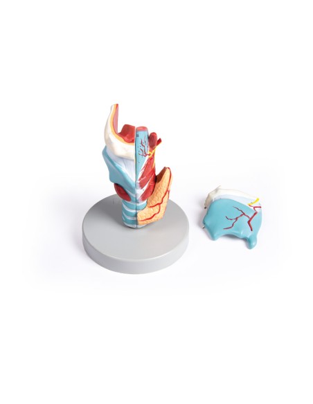 Erler Zimmer, anatomical model of larynx, enlarged 2 times, in 5 parts G121